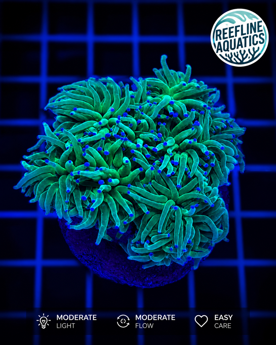 Lime Green Torch Coral coral for sale