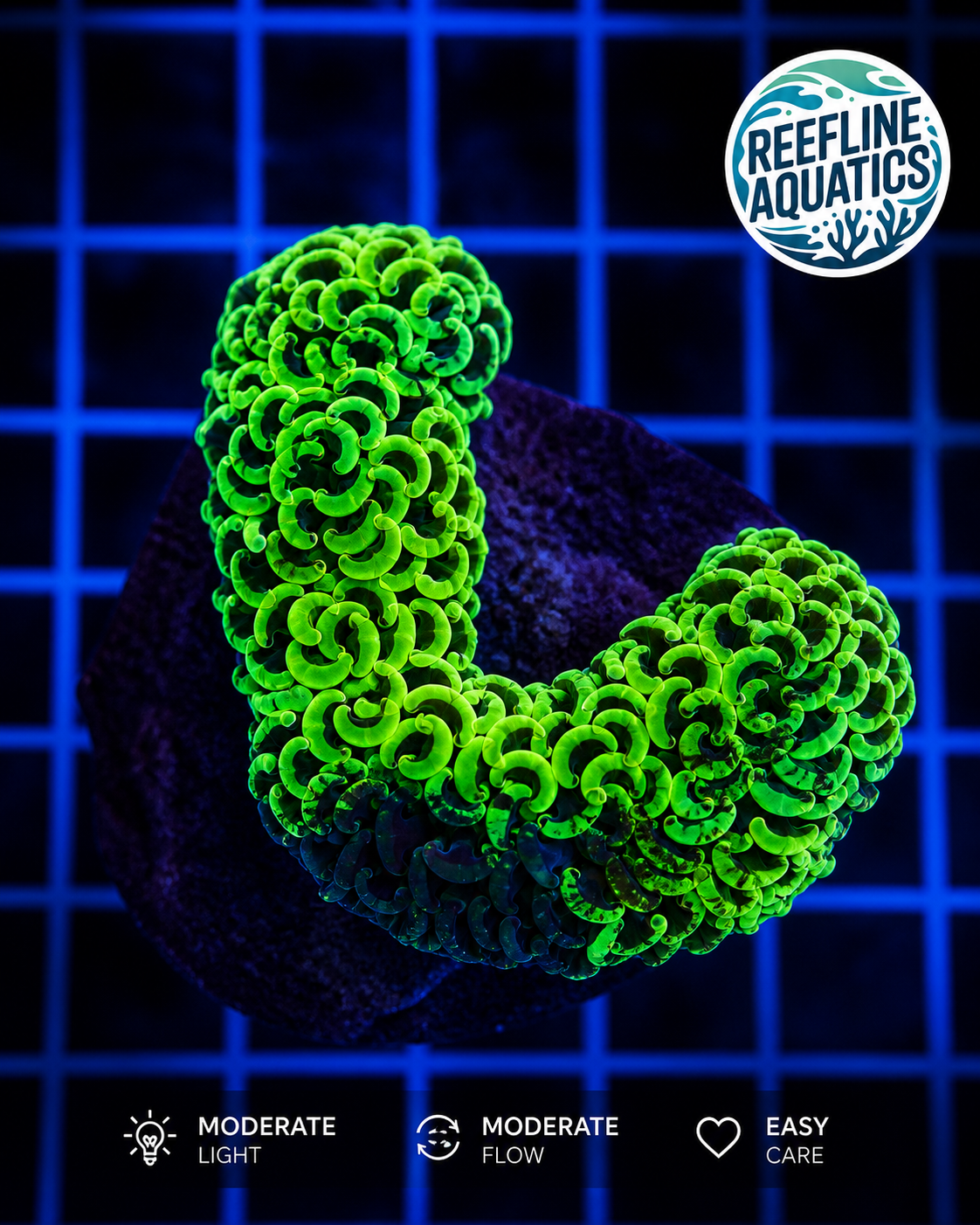 Indonesian Grafted Wall Hammer coral for sale